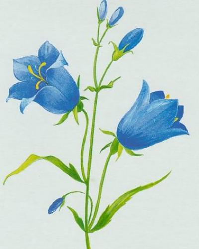 Drawing of a bluebell